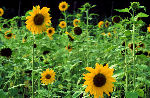 sonnenblume
