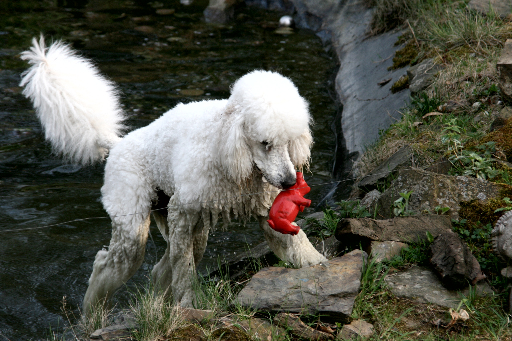 Der Knigspudel ist ein Jagdhund, der normalerweise Enten und Fasanen apportiert.