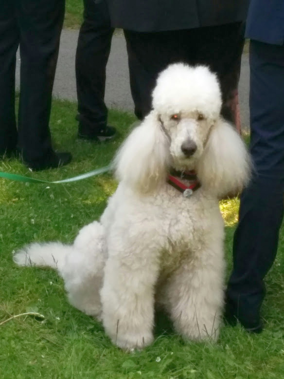 Couleurhund der Landsmannschaft Teutonia Bonn