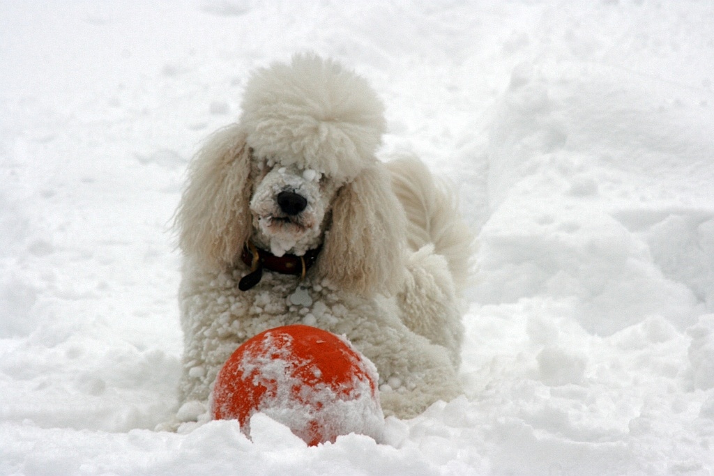 Knigspudel TORRES liebt die Winterspiele.