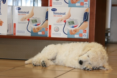 In der Dorotheen-Apotheke Dierdorf bin ich als Wachhund tätig, hier vor der Sichtwahl.