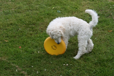 Ultimate Frisbee