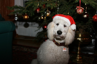 Weihnachten 2008