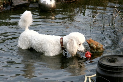 Der Knigspudel ist ein Jagdhund, der normalerweise Enten und Fasanen apportiert.