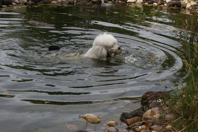 Selbst im Teich ist die Sau nicht sicher.