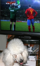 Torres und die WM2010