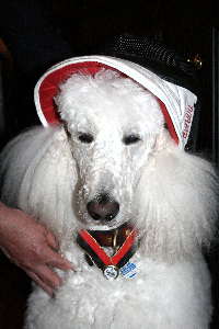 Gropudel Torres - offizieller Couleurhund der Teutonia Bonn