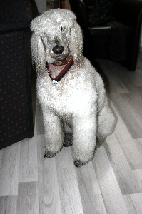 Couleurhund Torres nach dem Gottesdienst