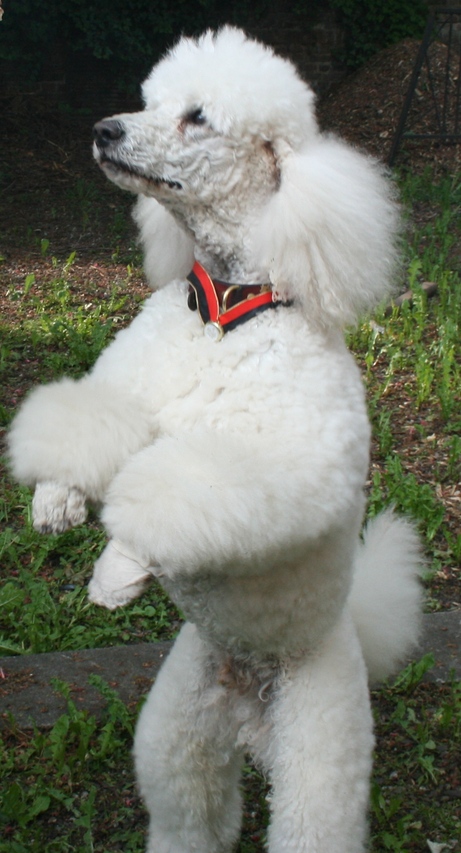 Gropudel Torres - offizieller Couleurhund der Teutonia Bonn